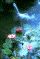 lotuspond.gif (34629 bytes)