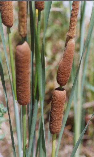 Picture of Typha angustifolia
